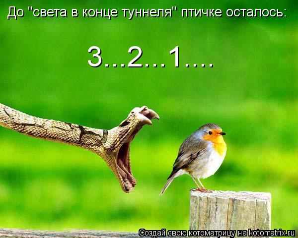 Котоматрица: До "света в конце туннеля" птичке осталось:  3...2...1....