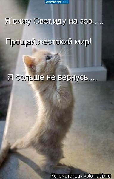 Я вижу Свет,иду на зов..... Прощай,жестокий мир! Я больше не вернусь....... Котоматрица: Я вижу Свет,иду на зов..... Прощай,жестокий мир! Я больше не вернусь....