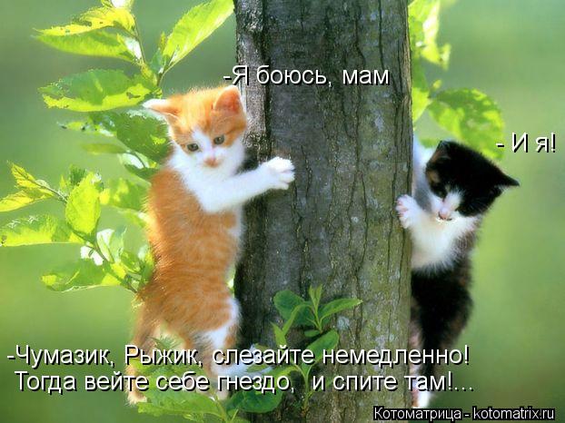 -Я боюсь, мам - И я! -Чумазик, Рыжик, слезайте немедленно! Тогда вейте себе гнездо, и спите там!...... Котоматрица: -Я боюсь, мам - И я! -Чумазик, Рыжик, слезайте немедленно! Тогда вейте себе гнездо, и спите там!...