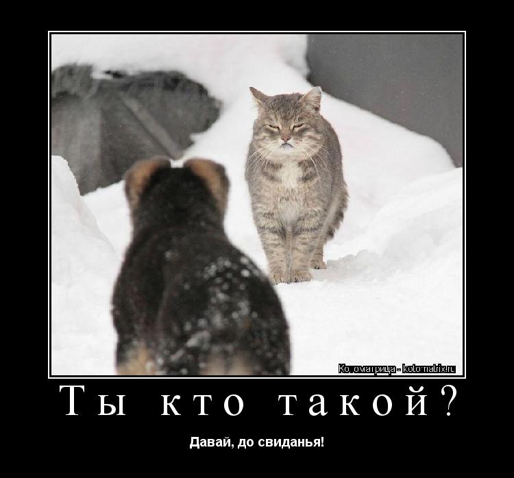 Ты кто такой? Давай, до свиданья!... Котоматрица: Ты кто такой? Давай, до свиданья!