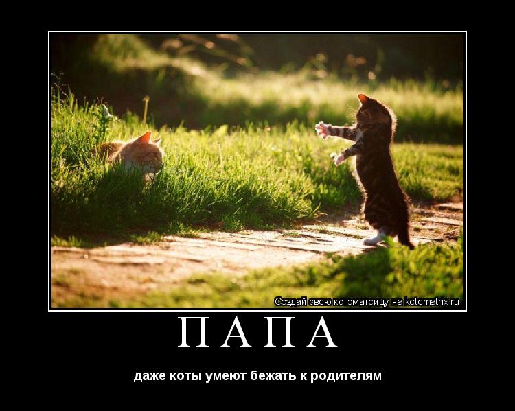 Котоматрица: ПАПА даже коты умеют бежать к родителям