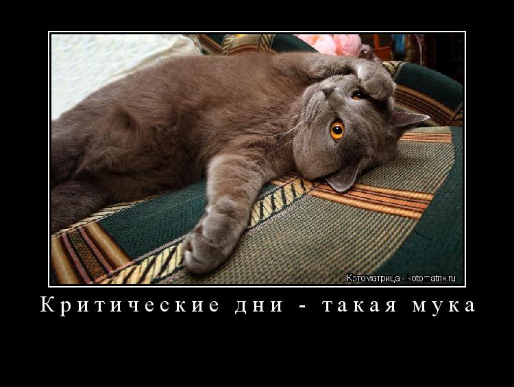 Котоматрица: Критические дни - такая мука 