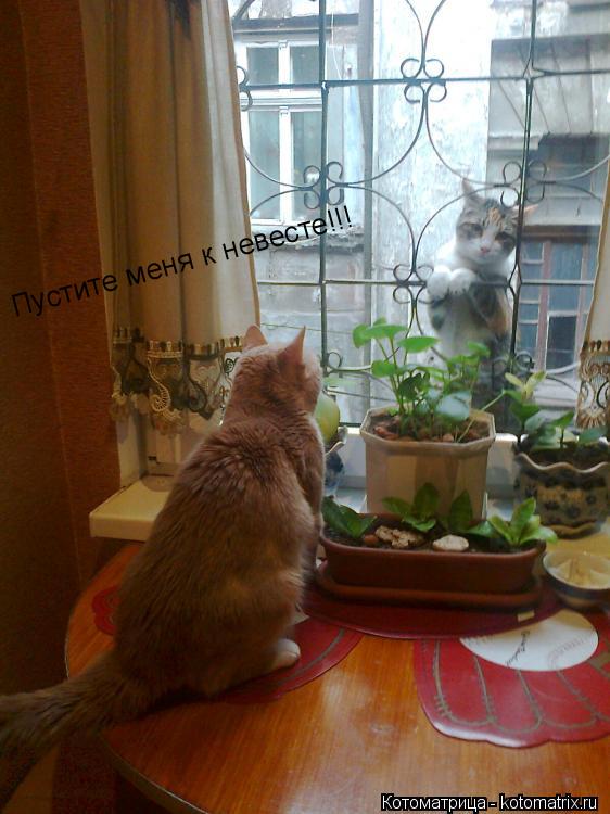 Пустите меня к невесте!!!... Котоматрица: Пустите меня к невесте!!!