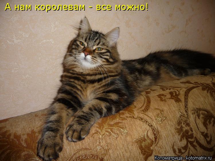 Котоматрица: А нам королевам - все можно!