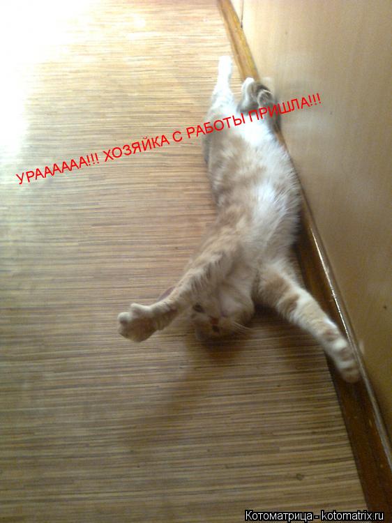 УРАААААА!!! ХОЗЯЙКА С РАБОТЫ ПРИШЛА!!!... Котоматрица: УРАААААА!!! ХОЗЯЙКА С РАБОТЫ ПРИШЛА!!!