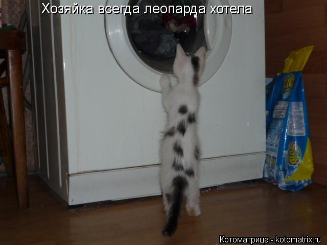 Котоматрица: Хозяйка всегда леопарда хотела