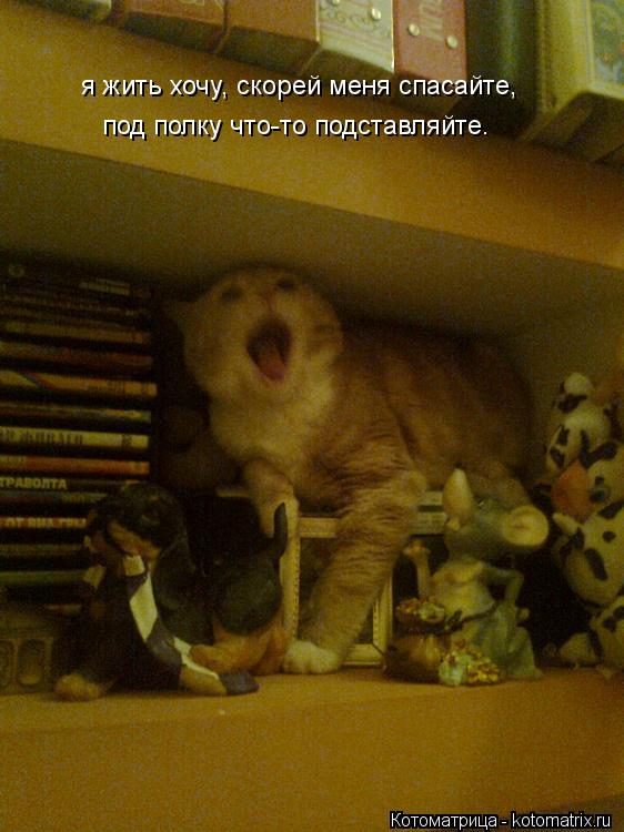 Котоматрица: я жить хочу, скорей меня спасайте, под полку что-то подставляйте.