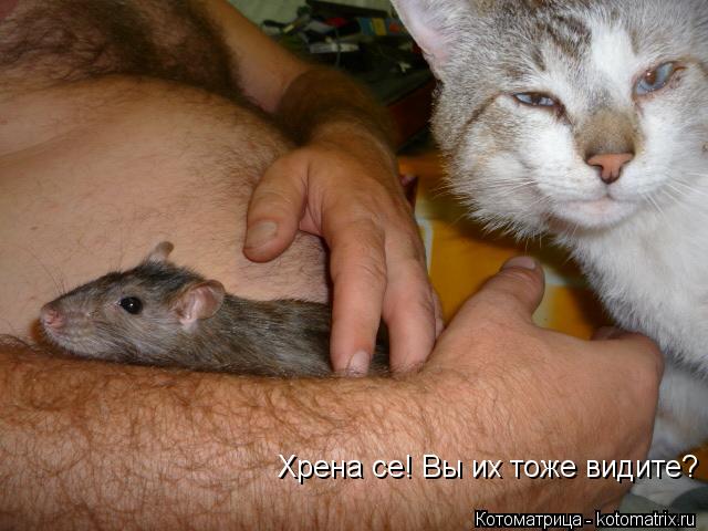 Хрена се! Вы их тоже видите?... Котоматрица: Хрена се! Вы их тоже видите?