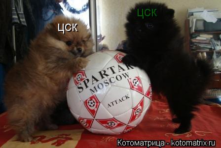 Котоматрица: цск цск