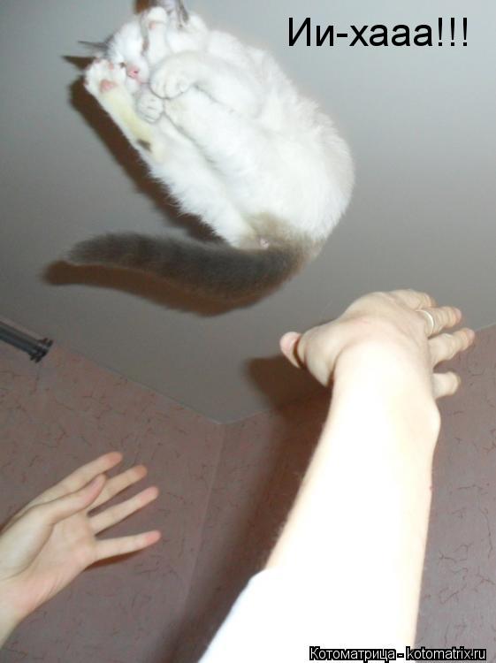 Котоматрица: Ии-хааа!!!