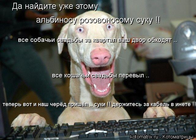 Да найдите уже этому альбиносу розовоносому суку !! все кошачьи свадьбы перевыл .. все собачьи свадьб... Котоматрица: Да найдите уже этому альбиносу розовоносому суку !! все кошачьи свадьбы перевыл .. все собачьи свадьбы за квартал ваш двор обходят .. теперь в