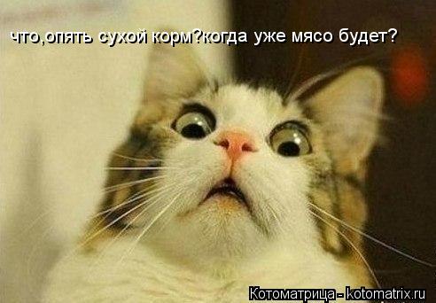 Котоматрица: что,опять сухой корм?когда уже мясо будет?