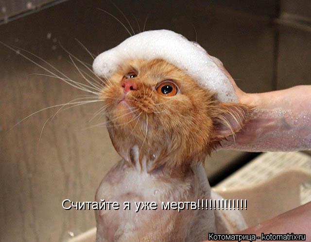 Котоматрица: Считайте я уже мертв!!!!!!!!!!!!!