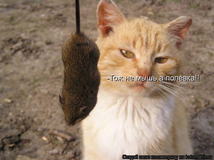 Котоматрица: -Тож не мышь,а полёвка!!