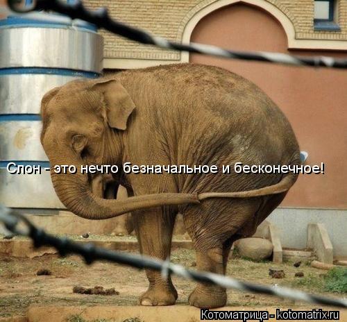 Котоматрица: Слон - это нечто безначальное и бесконечное!