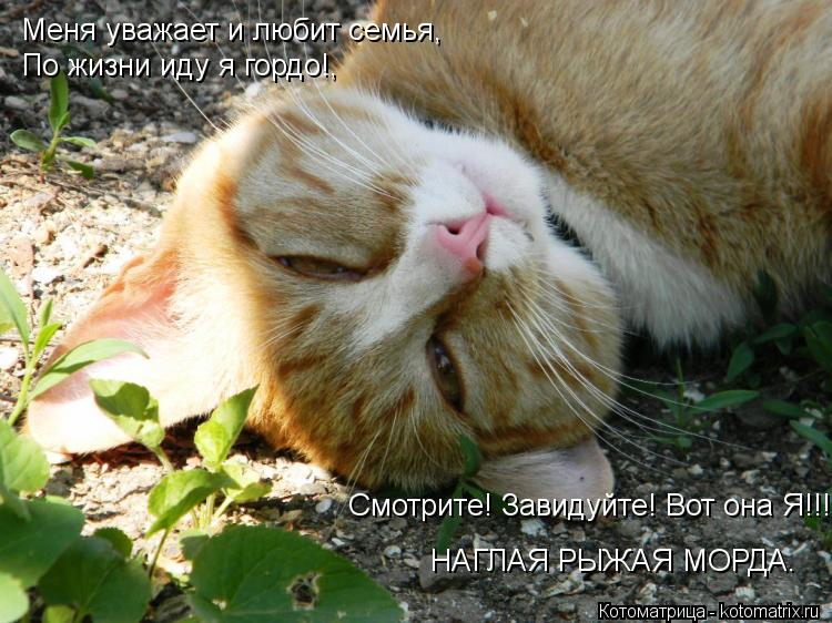 Котоматрица: Меня уважает и любит семья, Меня уважает и любит семья, По жизни иду я гордо!,  Смотрите! Завидуйте! Вот она Я!!!  НАГЛАЯ РЫЖАЯ МОРДА.
