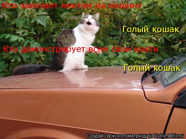 Котоматрица: Кто залезает ментам на машину Голый кошак Кто демонстрирует всем свои кокти Голый кошак