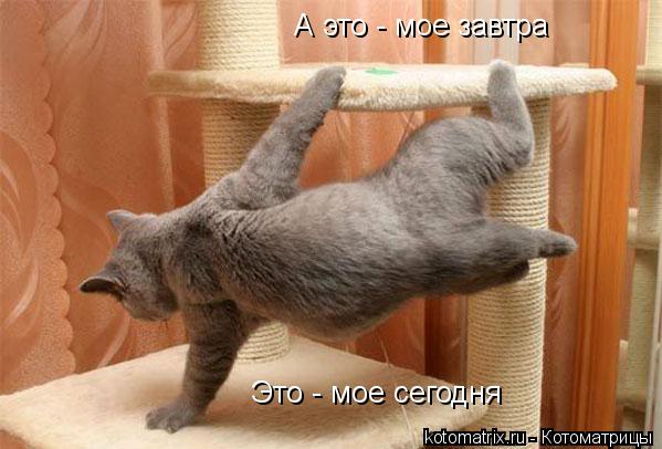 Котоматрица: Это - мое сегодня А это - мое завтра