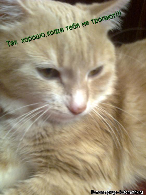 Так хорошо,когда тебя не трогают!!!... Котоматрица: Так хорошо,когда тебя не трогают!!!