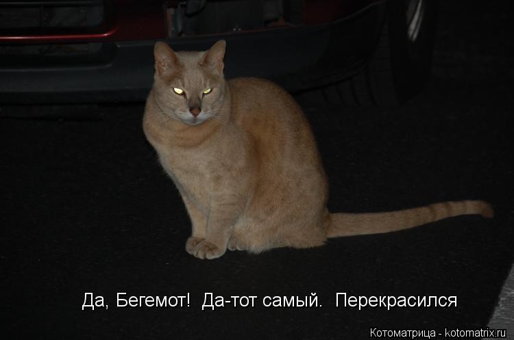 Котоматрица: Да, Бегемот!  Да-тот самый.  Перекрасился