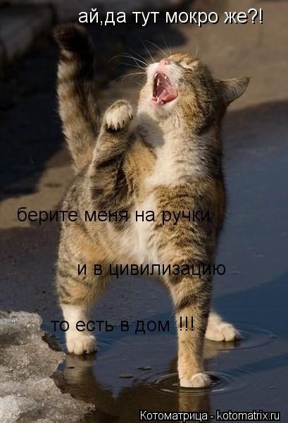 ай,да тут мокро же?! берите меня на ручки и в цивилизацию то есть в дом !!!... Котоматрица: ай,да тут мокро же?! берите меня на ручки и в цивилизацию то есть в дом !!!