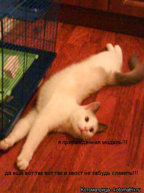 Котоматрица: да еще вот так вот так и хвост не забудь славить!!! я приражденная модель!!!