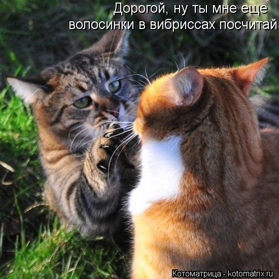 Котоматрица: Дорогой, ну ты мне еще  волосинки в вибриссах посчитай