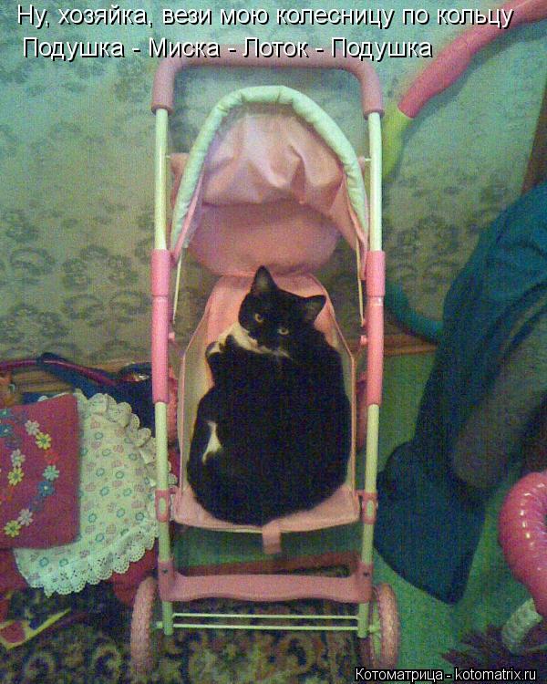 Котоматрица: Ну, хозяйка, вези мою колесницу по кольцу Подушка - Миска - Лоток - Подушка