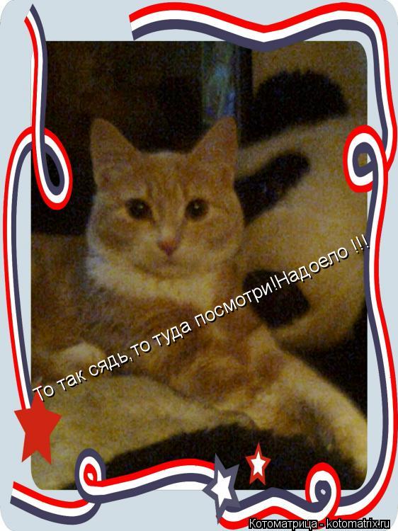 Котоматрица: То так сядь,то туда посмотри!Надоело !!!