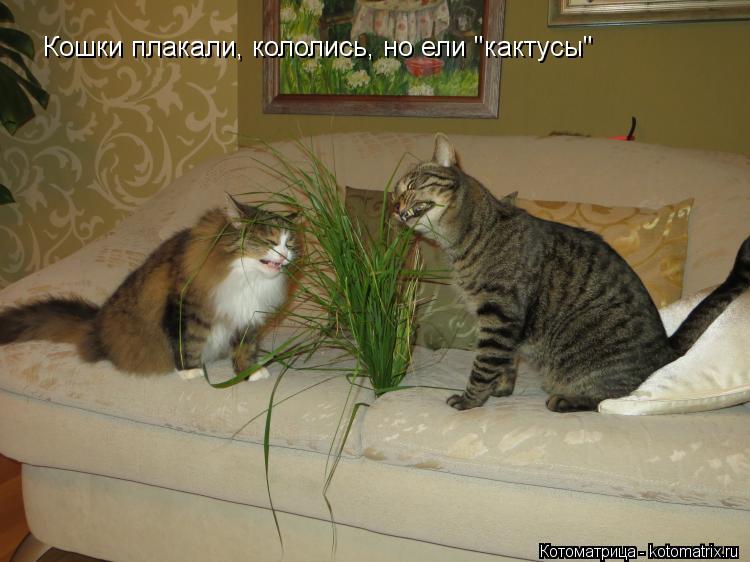 Котоматрица: Кошки плакали, кололись, но ели "кактусы"