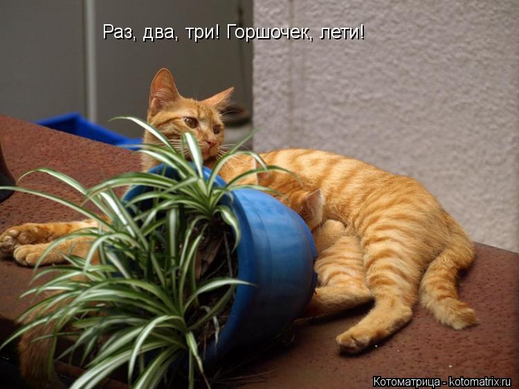 Котоматрица: Раз, два, три! Горшочек, лети!