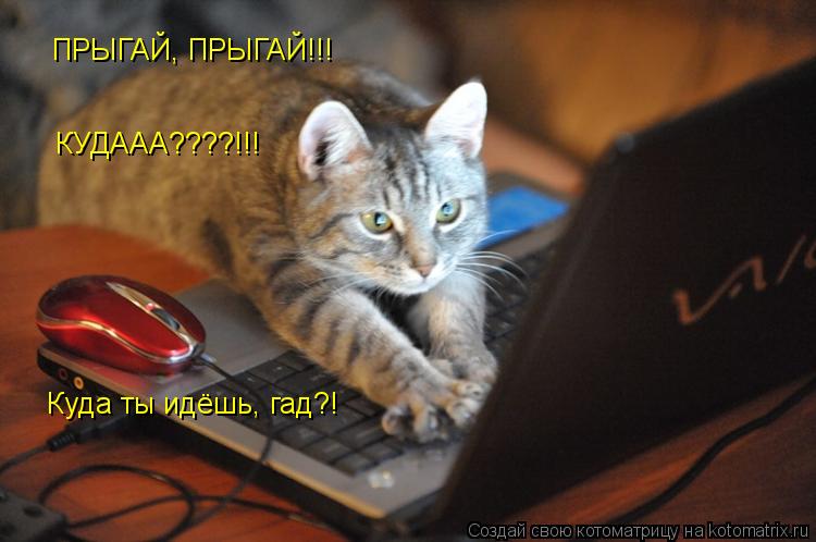 ПРЫГАЙ, ПРЫГАЙ!!! КУДААА????!!! Куда ты идёшь, гад?!... Котоматрица: ПРЫГАЙ, ПРЫГАЙ!!! КУДААА????!!! Куда ты идёшь, гад?!