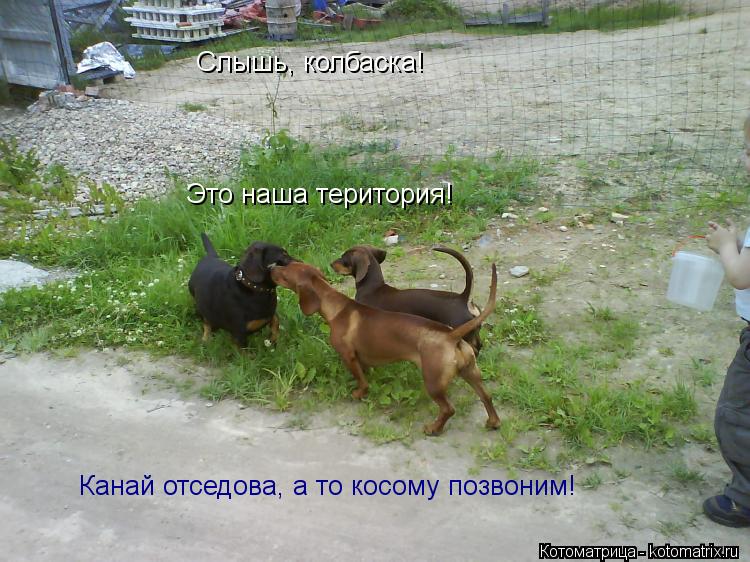Котоматрица: Слышь, колбаска! Слышь, колбаска! Это наша територия! Это наша територия! Канай отседова, а то косому позвоним!