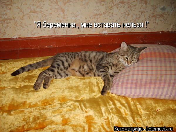 Котоматрица: "Я беременна , мне вставать нельзя !"