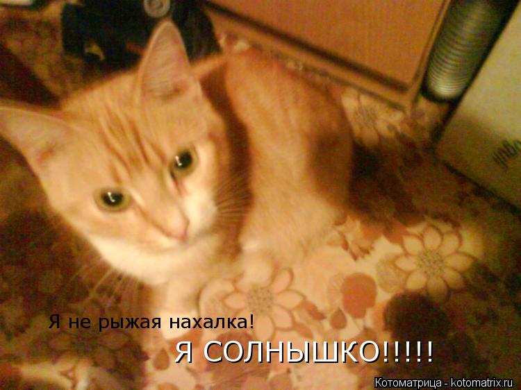 Котоматрица: Я не рыжая нахалка! Я СОЛНЫШКО!!!!!