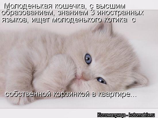 Котоматрица: Молоденькая кошечка, с высшим образованием, знанием 3 иностранных  языков, ищет молоденького котика с собственной корзинкой в квартире...