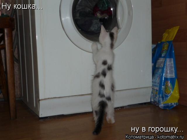 Ну кошка... ну в горошку...... Котоматрица: Ну кошка... ну в горошку...