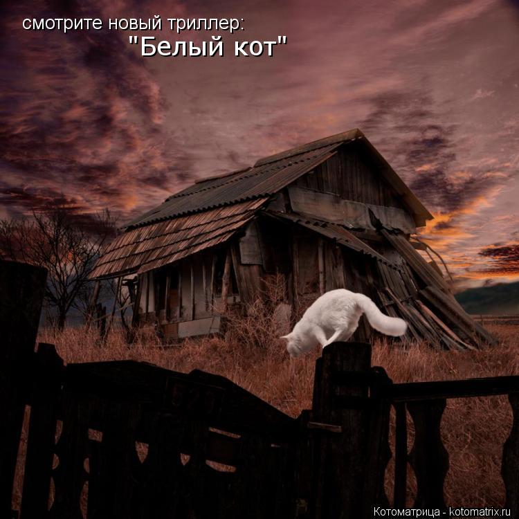 смотрите новый триллер: "Белый кот"... Котоматрица: смотрите новый триллер: "Белый кот"