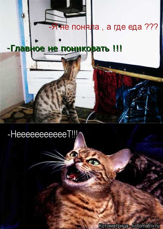 Котоматрица: -Я не поняла , а где еда ??? -Главное не пониковать !!! -НеееееееееееТ!!!