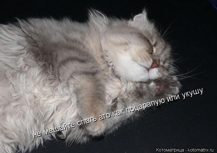 Котоматрица: не мешайте спать ато как поцарапую или укушу