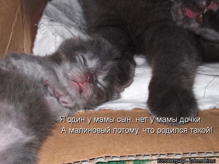 Я один у мамы сын, нет у мамы дочки.А малиновый потому, что родился такой! Я один у мамы сын, нет у м... Котоматрица: Я один у мамы сын, нет у мамы дочки.А малиновый потому, что родился такой! Я один у мамы сын, нет у мамы дочки. А малиновый потому, что родился