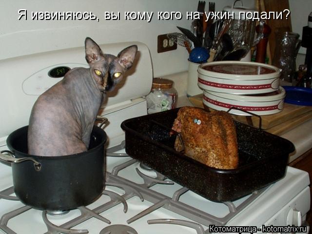 Котоматрица: Я извиняюсь, вы кому кого на ужин подали?