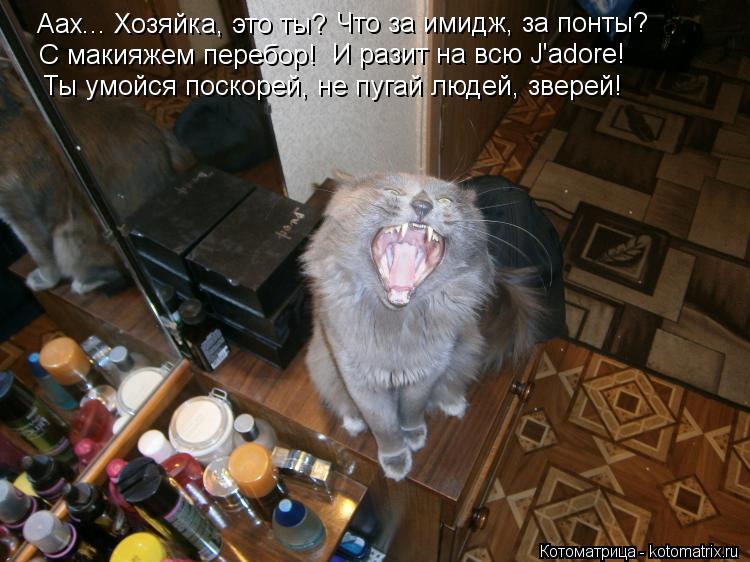 Аах... Хозяйка, это ты? Что за имидж, за понты? С макияжем перебор! И разит на всю J'adore! Ты умойс... Котоматрица: Аах... Хозяйка, это ты? Что за имидж, за понты? С макияжем перебор! И разит на всю J'adore! Ты умойся поскорей, не пугай людей, зверей!