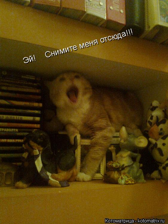 Котоматрица: Эй!    Снимите меня отсюда!!!