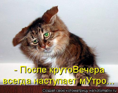 - После крутоВечера всегда наступает мУтро...... Котоматрица: - После крутоВечера всегда наступает мУтро...