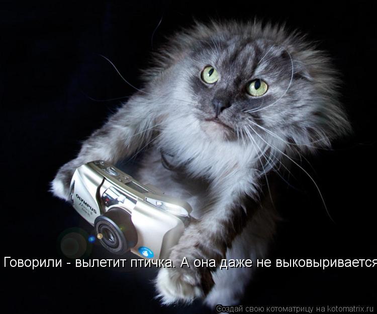 Котоматрица: Говорили - вылетит птичка. А она даже не выковыривается! Говорили - вылетит птичка. А она даже не выковыривается!