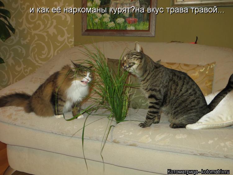 Котоматрица: и как её наркоманы курят?на вкус трава травой...