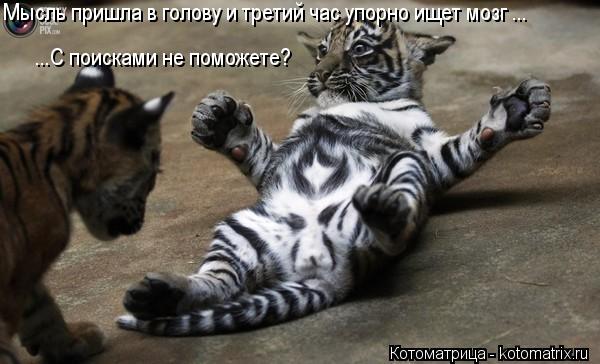 Котоматрица: Мысль пришла в голову и третий час упорно ищет мозг ... ...С поисками не поможете?