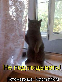 Не подглядывать!... Котоматрица: Не подглядывать!