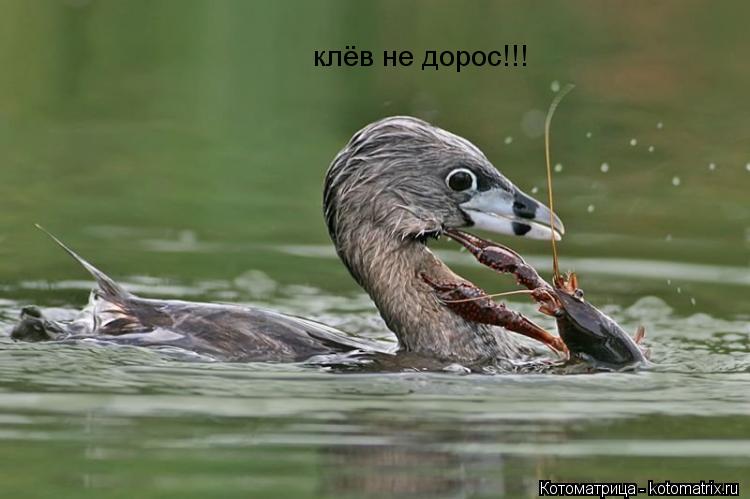 Котоматрица: клёв не дорос!!!